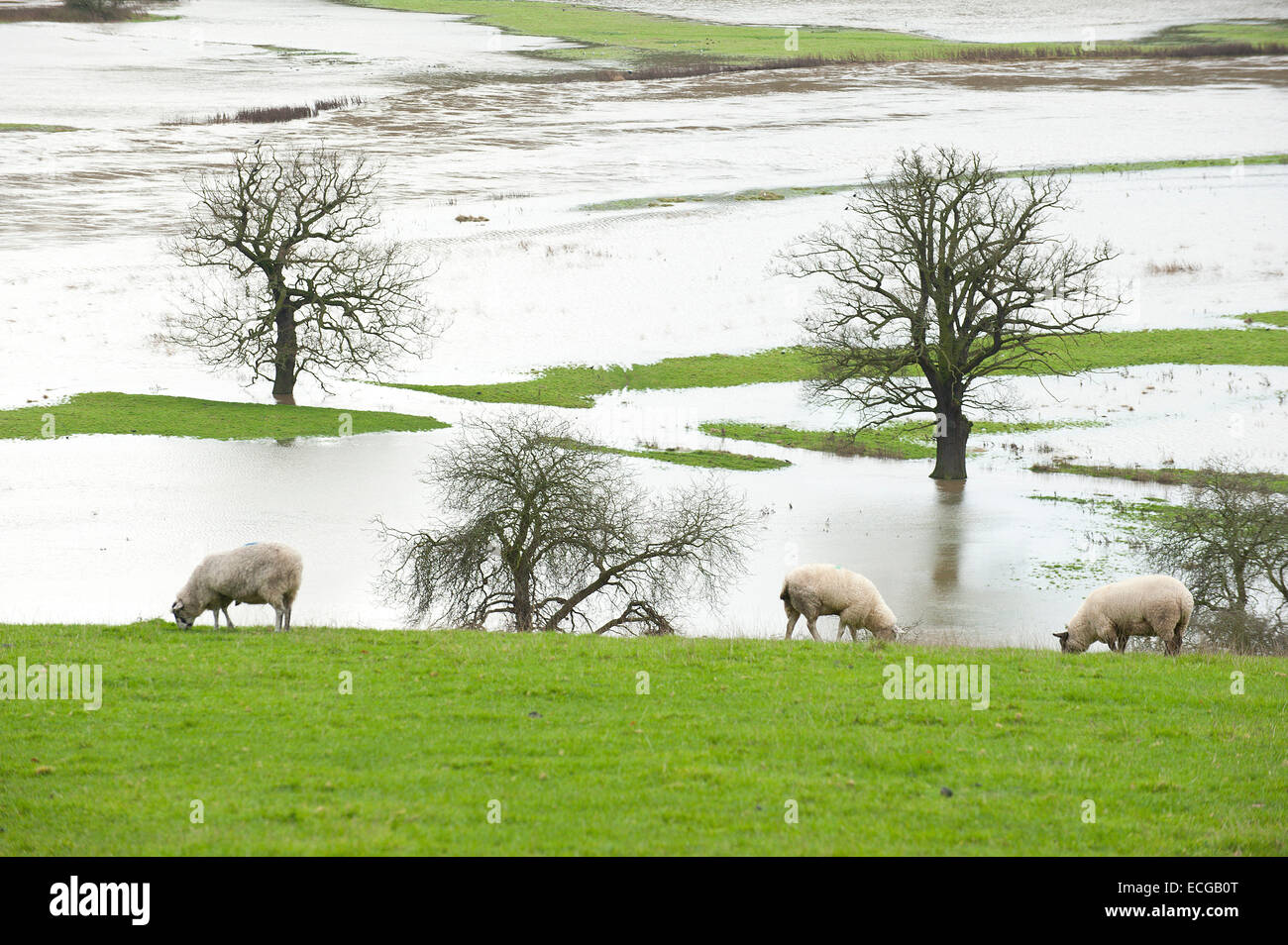 Leighton, Shropshire, Regno Unito. Il 14 dicembre, 2014. Pecore pascolano al di sopra di una pianura alluvionale coperto in acqua Credito: Graham M. Lawrence/Alamy Live News. Foto Stock