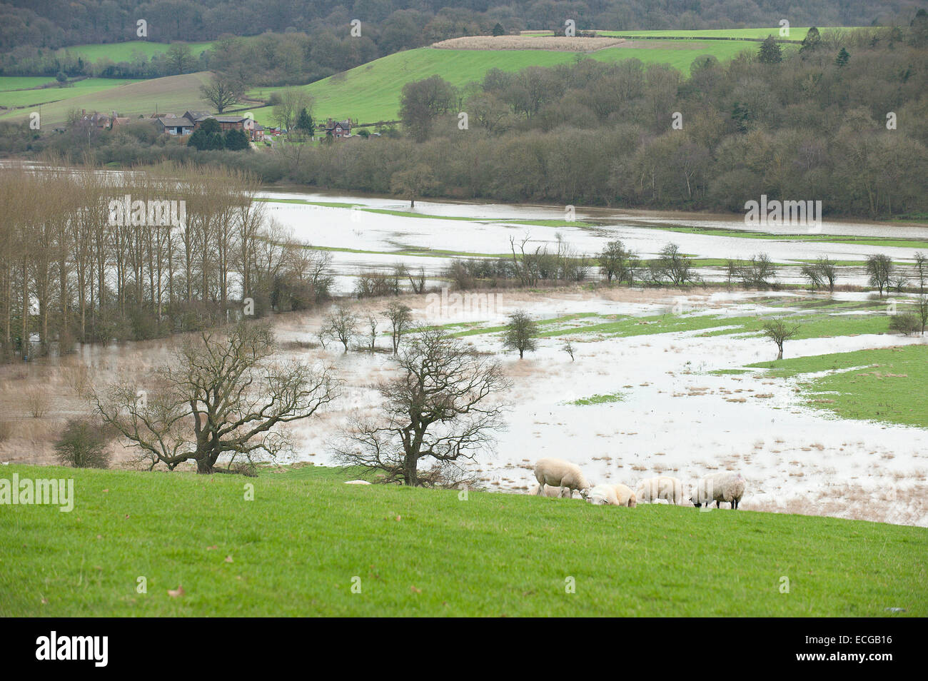 Leighton, Shropshire, Regno Unito. Il 14 dicembre, 2014. Pecore pascolano al di sopra di una pianura alluvionale coperto in acqua Credito: Graham M. Lawrence/Alamy Live News. Foto Stock