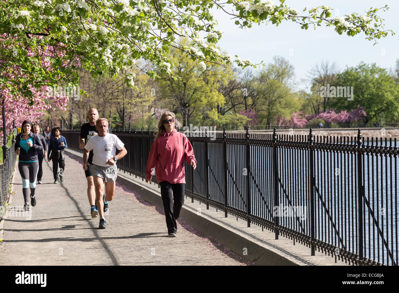 Il serbatoio percorso per fare jogging, Central Park in primavera, NYC, STATI UNITI D'AMERICA Foto Stock