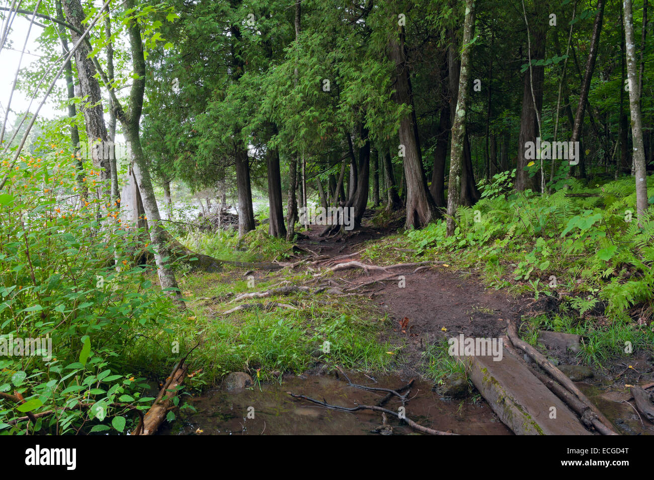 Sentiero boschivo attraverso la foresta lussureggiante e attraversamento di flusso a jay cooke parco dello stato del Minnesota Foto Stock