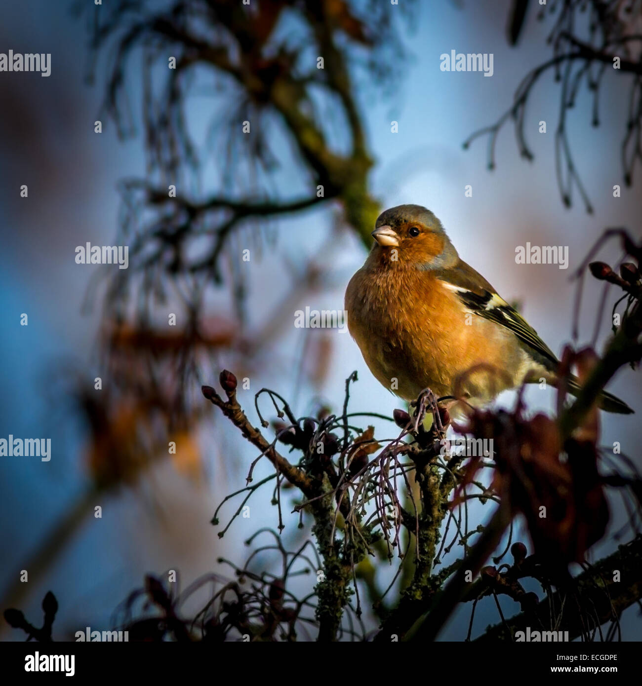 Fringuello sotto la luce diretta del sole Foto Stock