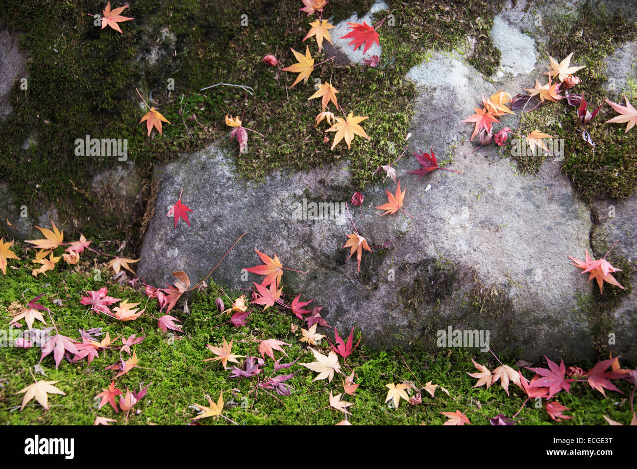 Caduto Foglie di autunno in Giappone. Foto Stock