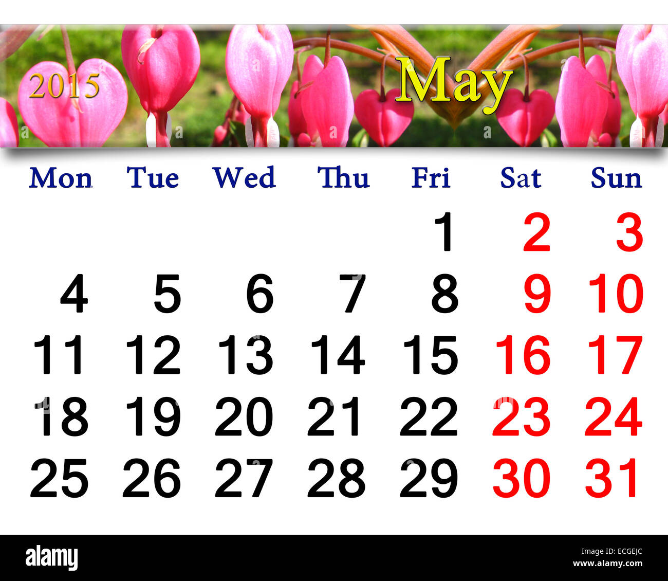 Calendario per il mese di maggio del 2015 anno con frammento di blooming dicentra Foto Stock