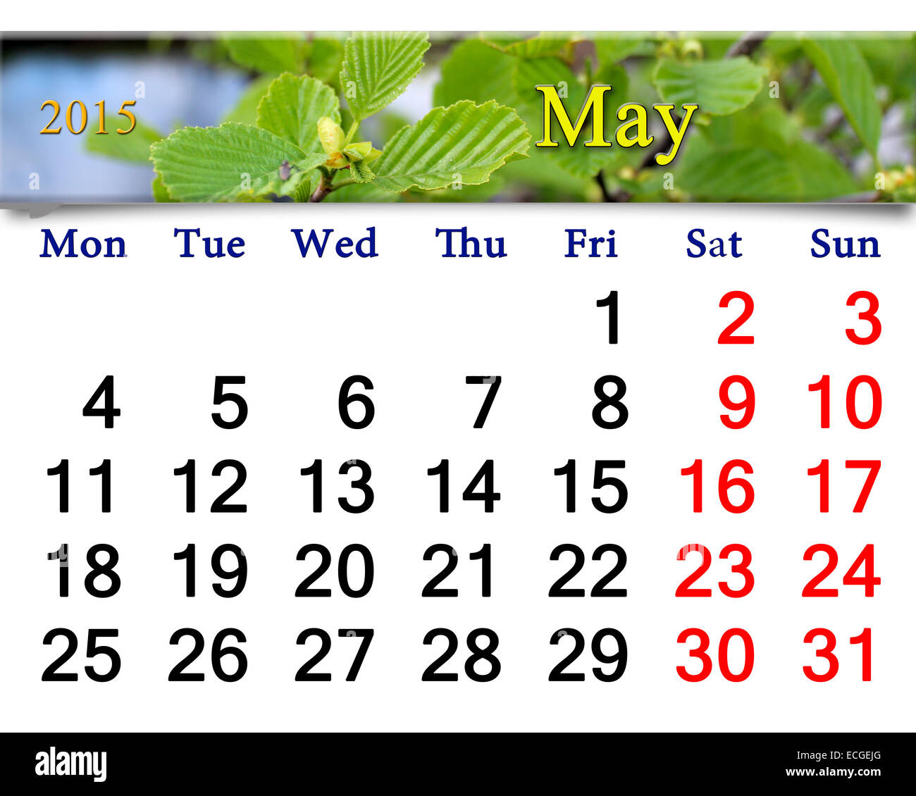 Calendario per il mese di maggio del 2015 anno con ramo di foglie di ontano pronti per la vita in ufficio Foto Stock