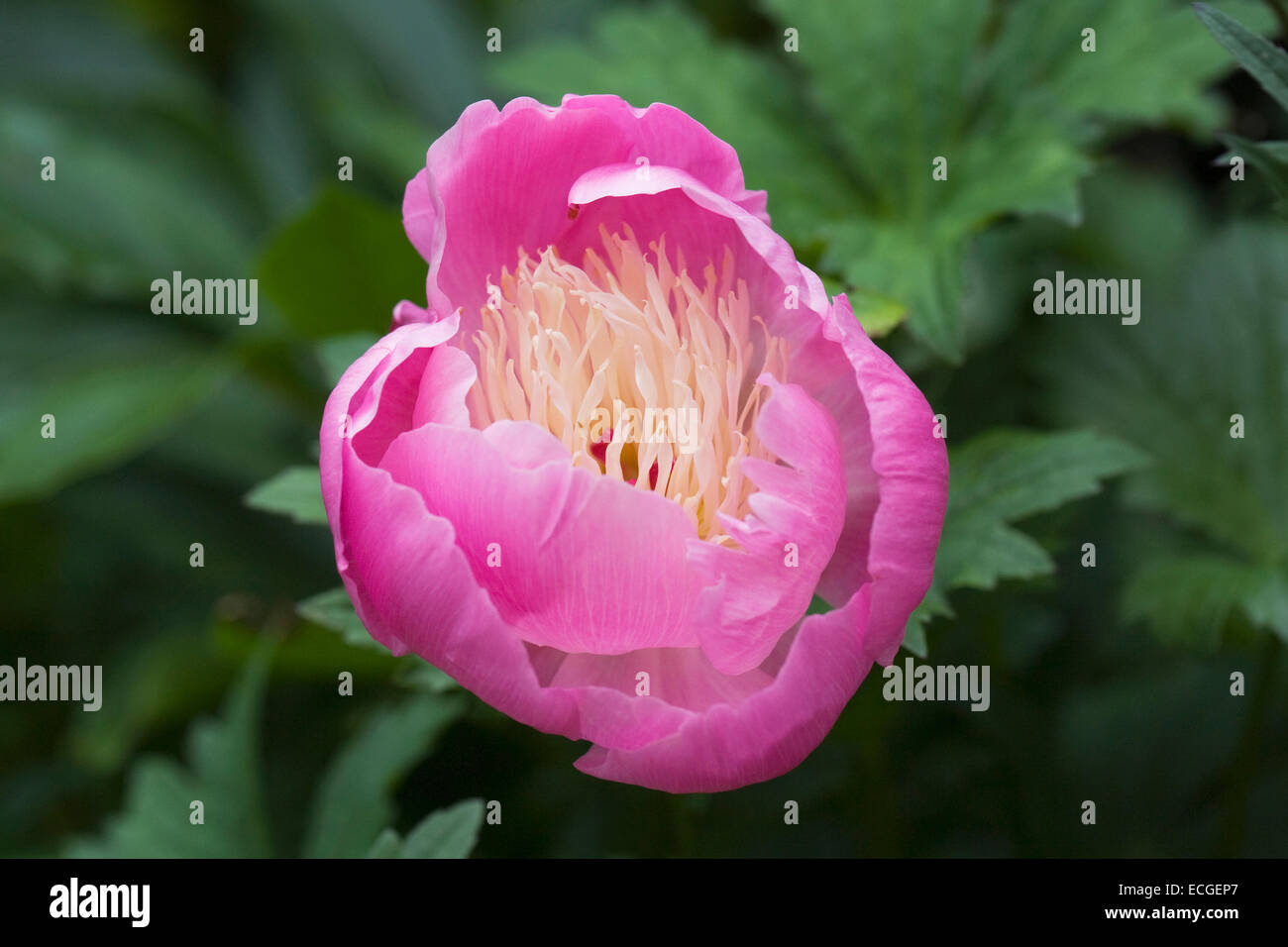Paeonia lactiflora 'ciotola di bellezza' fiore nel giardino. Peonia fiore. Foto Stock