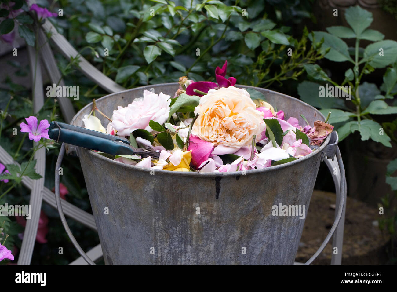 Deadheading Rose in un giardino estivo. Foto Stock