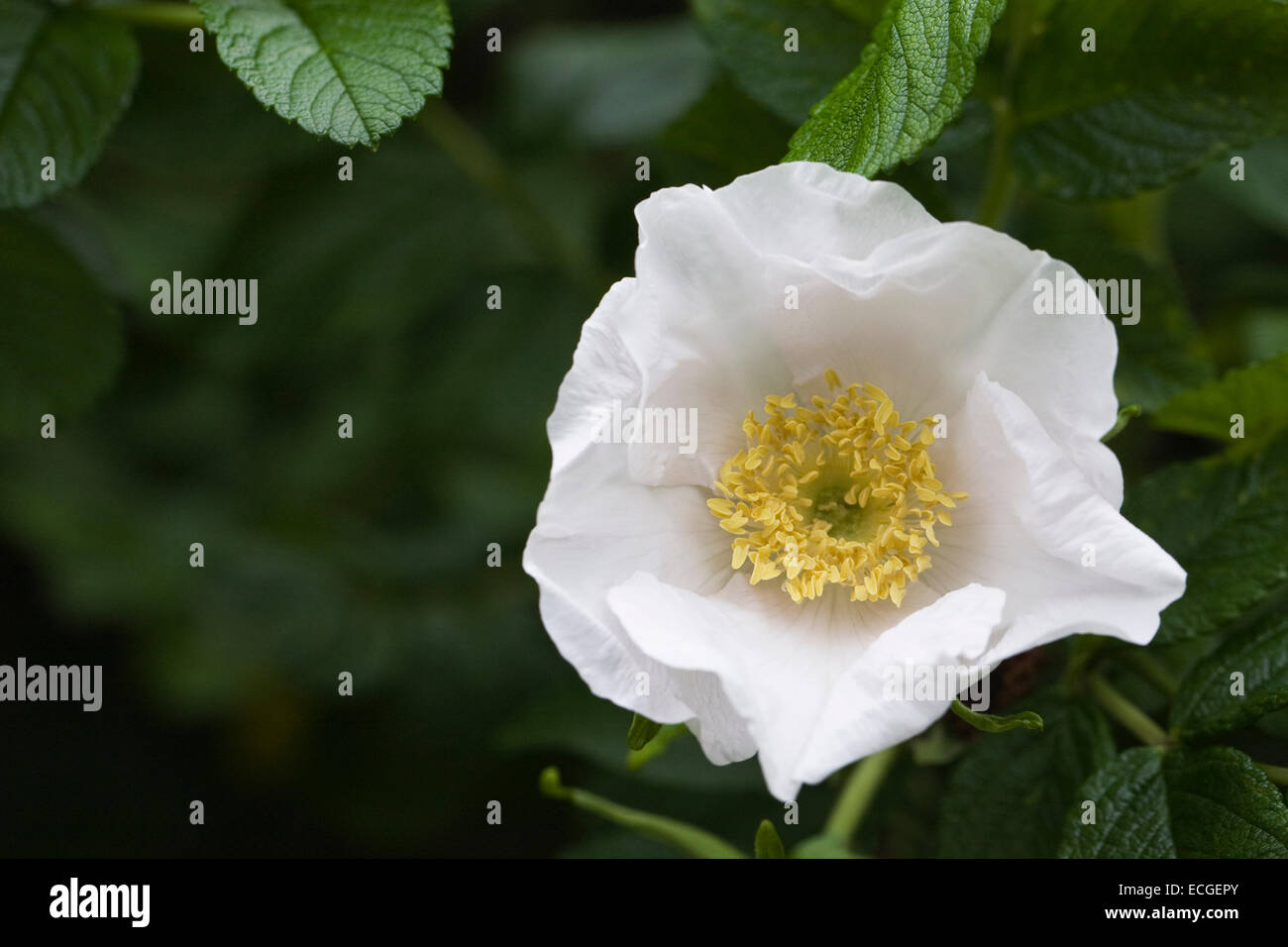 Bianco Rosa rugosa crescente nella siepe nella campagna inglese. Foto Stock