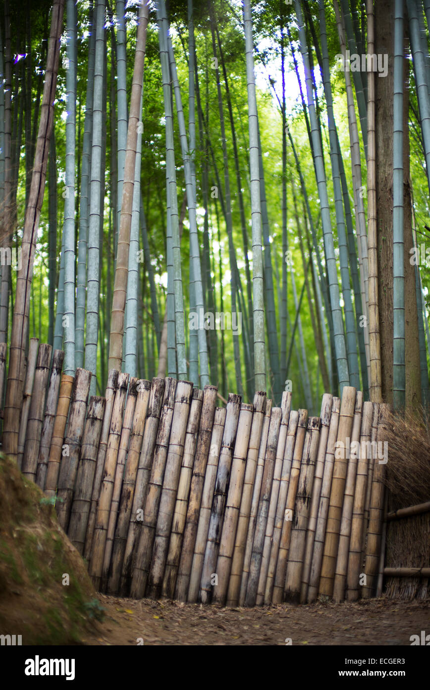 Bosco di bambù, Arashiyama, Kyoto, Giappone. Foto Stock