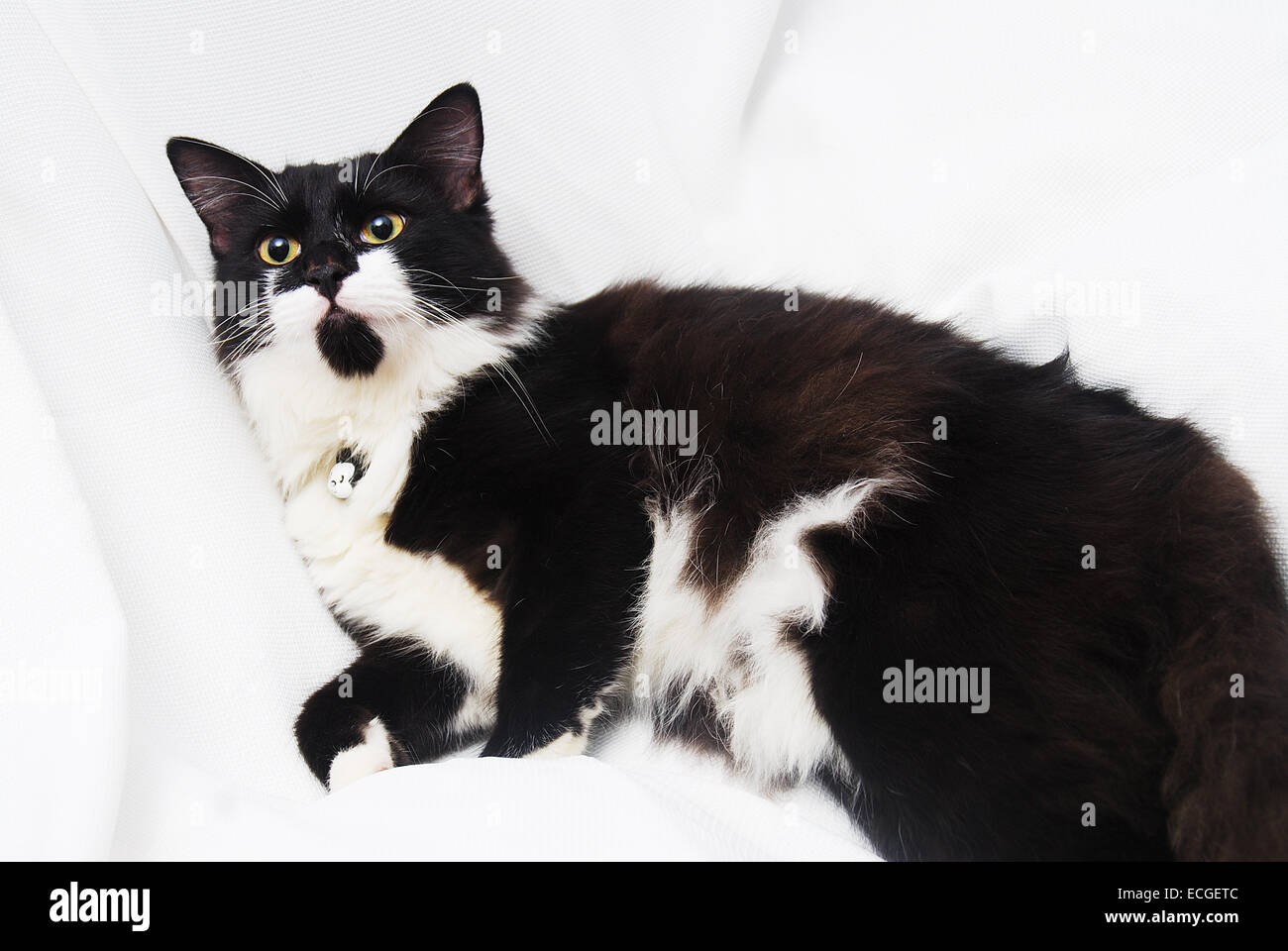 Carino gatto persiano bianco e nero su sfondo bianco Foto Stock