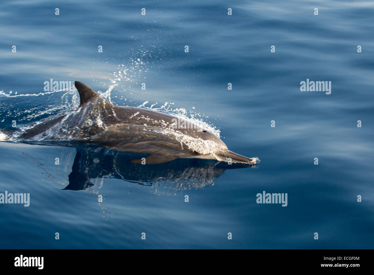 Spinner Dolphin, Ostpazifischer Delfin, Stenella longirostris, affiorante, Indonesia Foto Stock