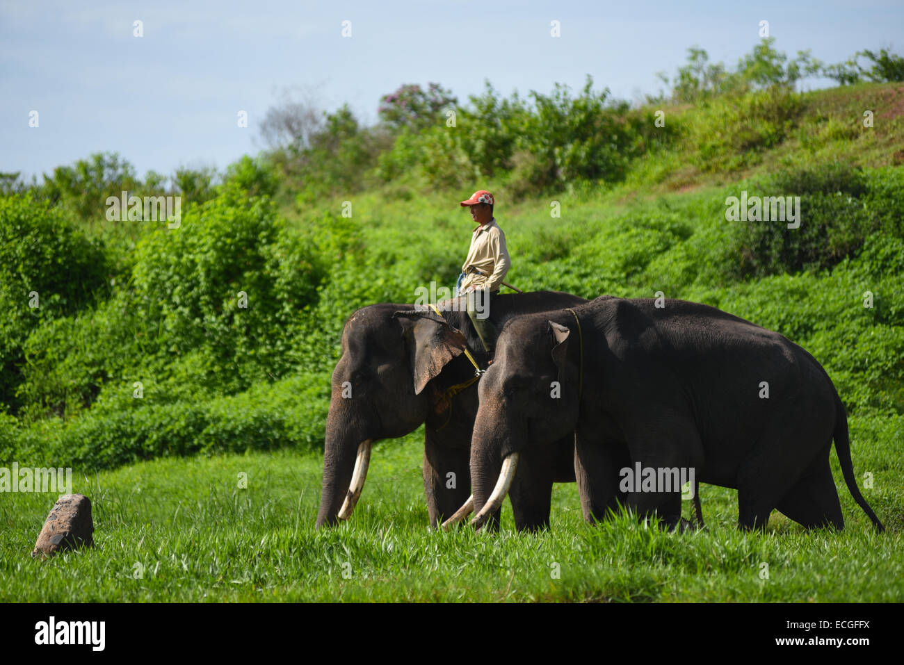 Un mahout (elephant keeper) prendere i suoi elefanti a massa alimentazione a Elephant Conservation Centre, modo Kambas Parco Nazionale. Foto Stock