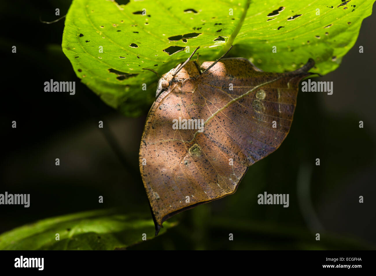 Un mimetizzata foglia morta butterfly nella luce solare a chiazze Foto Stock