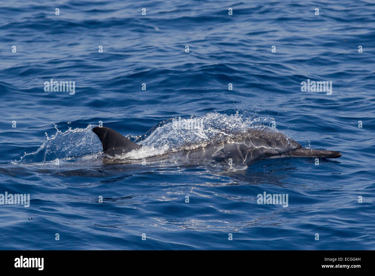 Spinner Dolphin, Ostpazifischer Delfin, Stenella longirostris, affiorante, Indonesia Bali Foto Stock
