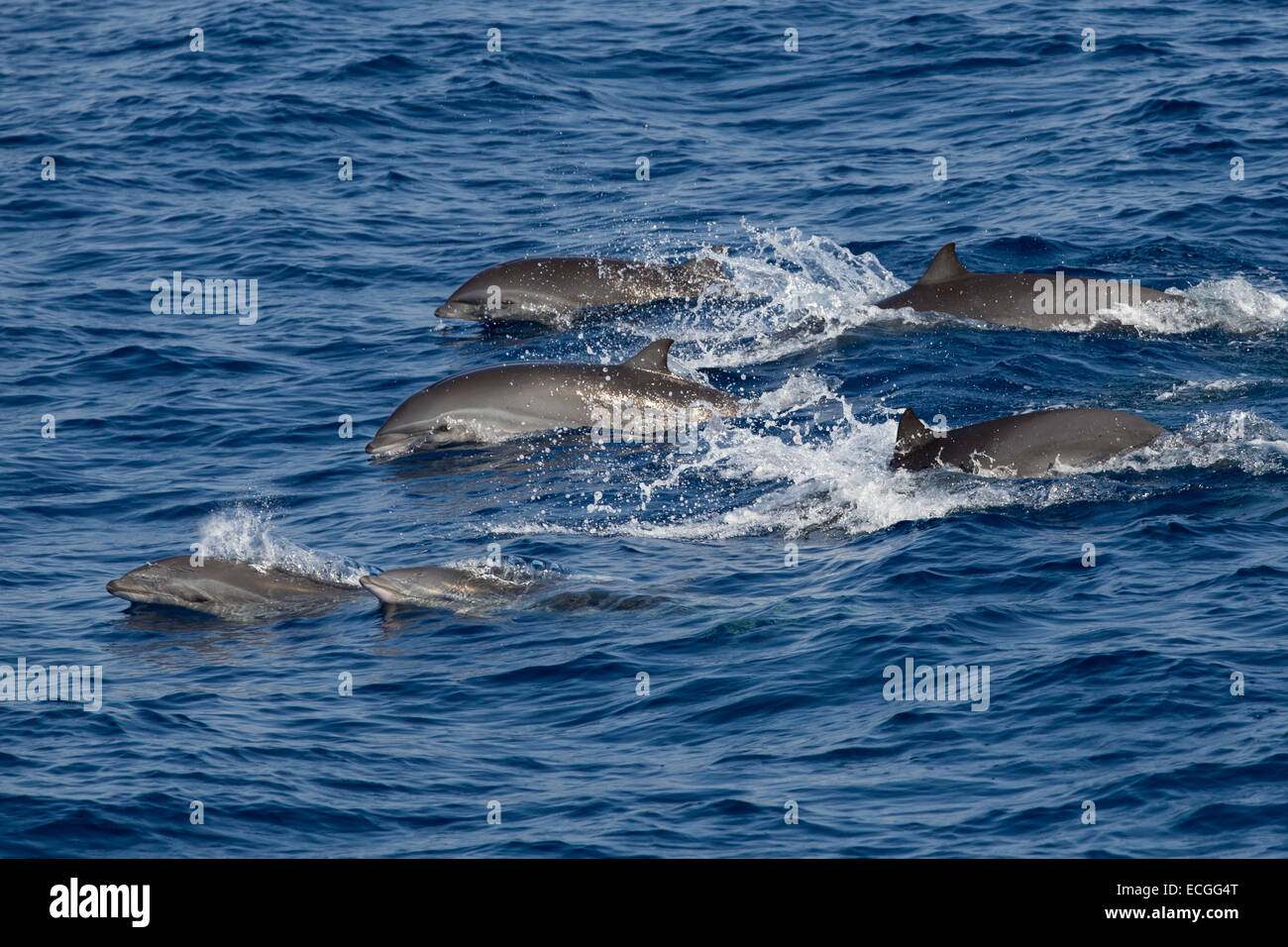 Fraser, Dolphin, Lagenodelphis hosei, Borneo-Delfin, gruppo affiorante, Indonesia Bali Foto Stock