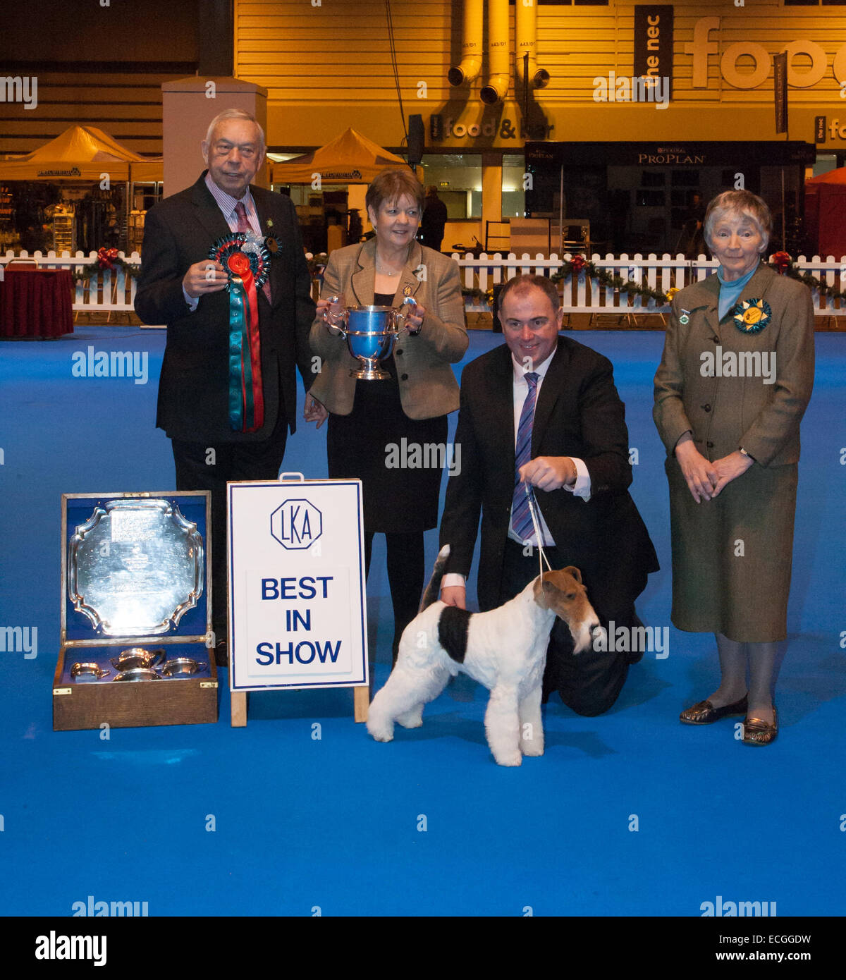 Birmingham, Regno Unito. Xiv Dic, 2014. LKA Championship Dog Show al NEC Best of show vincitore terrier © steven roe/Alamy Live News, 10065 MALZONI signor V : Ch Travella sorprendente AV IN ACCIAIO TERRIER NON CLASSIFICATI SEPARATAMENTE IL CREDITO del cane: Steven roe/Alamy Live News Foto Stock