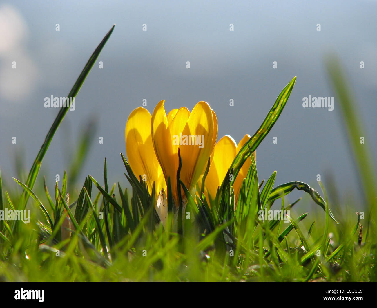 Fiore del croco Foto Stock