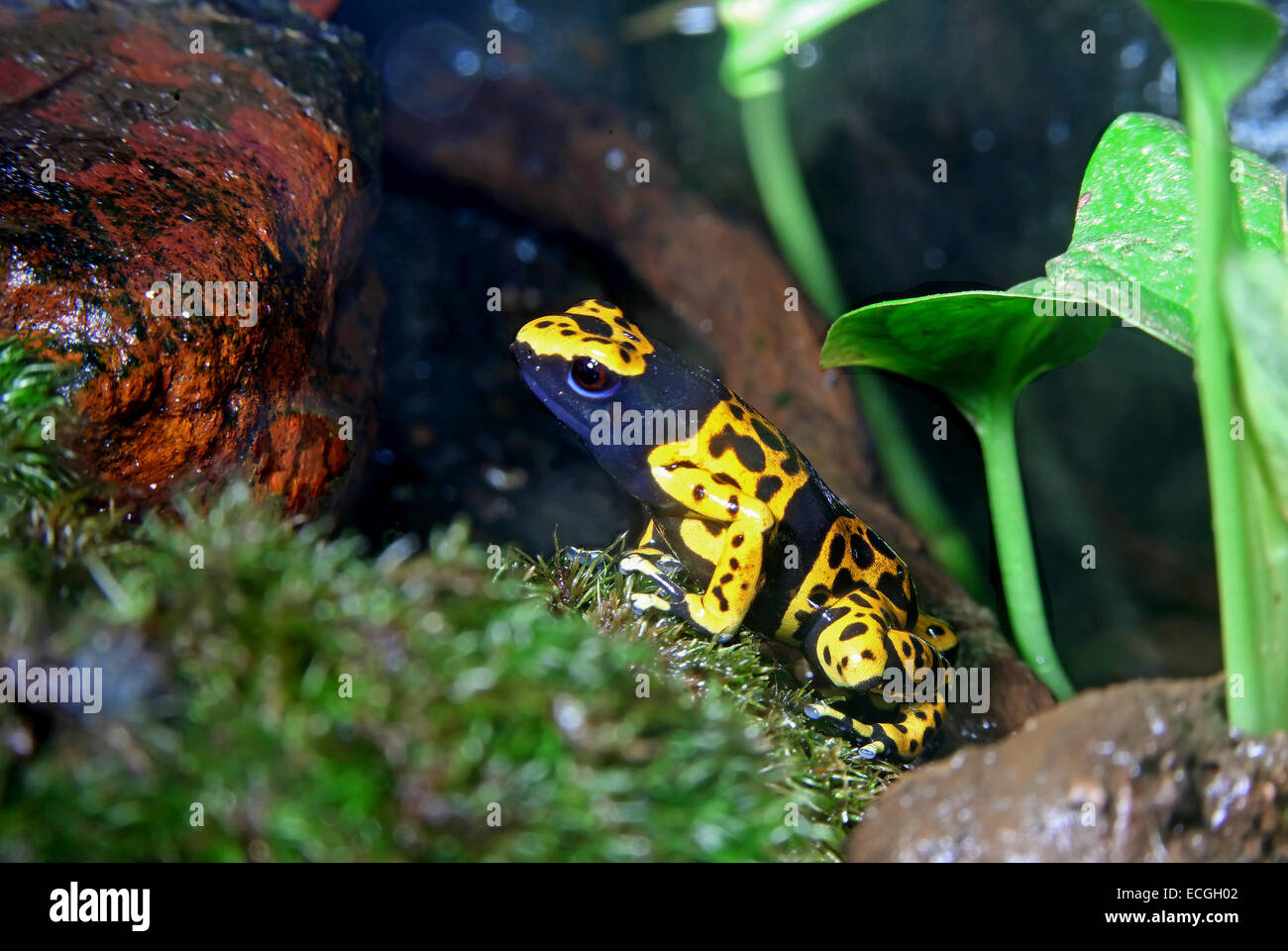 Giallo-nastrare poison dart (rana Dendrobates leucomelas) con colorazione aposematic Foto Stock