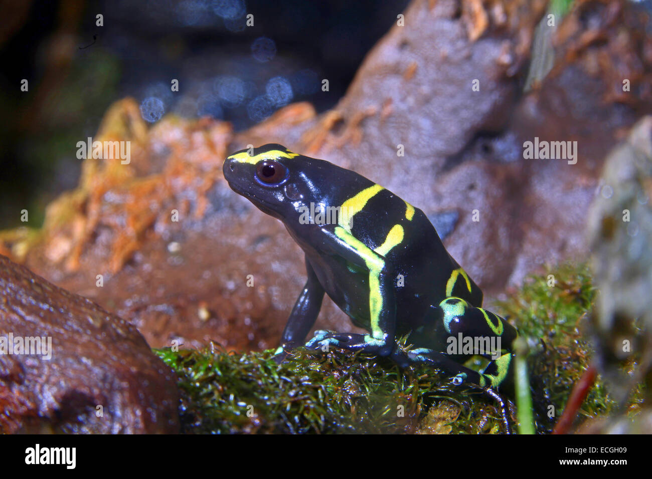 Giallo-nastrare poison dart (rana Dendrobates leucomelas) con colorazione aposematic Foto Stock