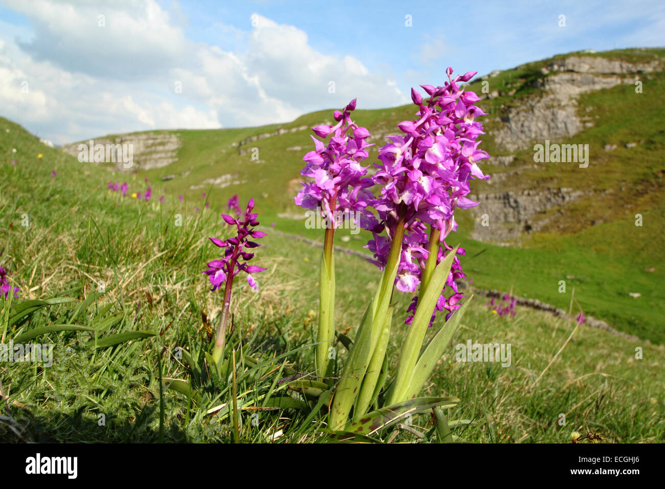 Inizio orchidee viola (Orchis mascula) crescente sul pendio di una collina in Cressbrook Dale, Parco Nazionale di Peak District, Derbyshire, Regno Unito Foto Stock