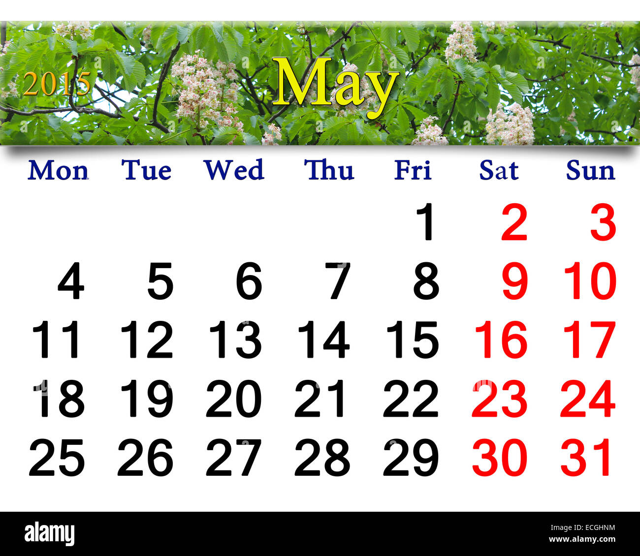 Calendario per il mese di maggio del 2015 Anno sullo sfondo della Fioritura del castagno Foto Stock