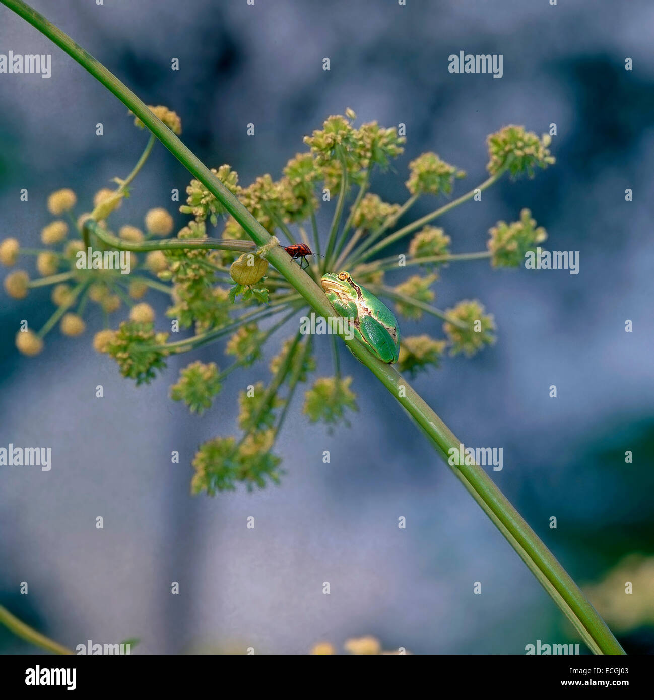 Mimica - Italiano raganella (Hyla intermedia) mimetizzata su Wild Angelica stelo Foto Stock