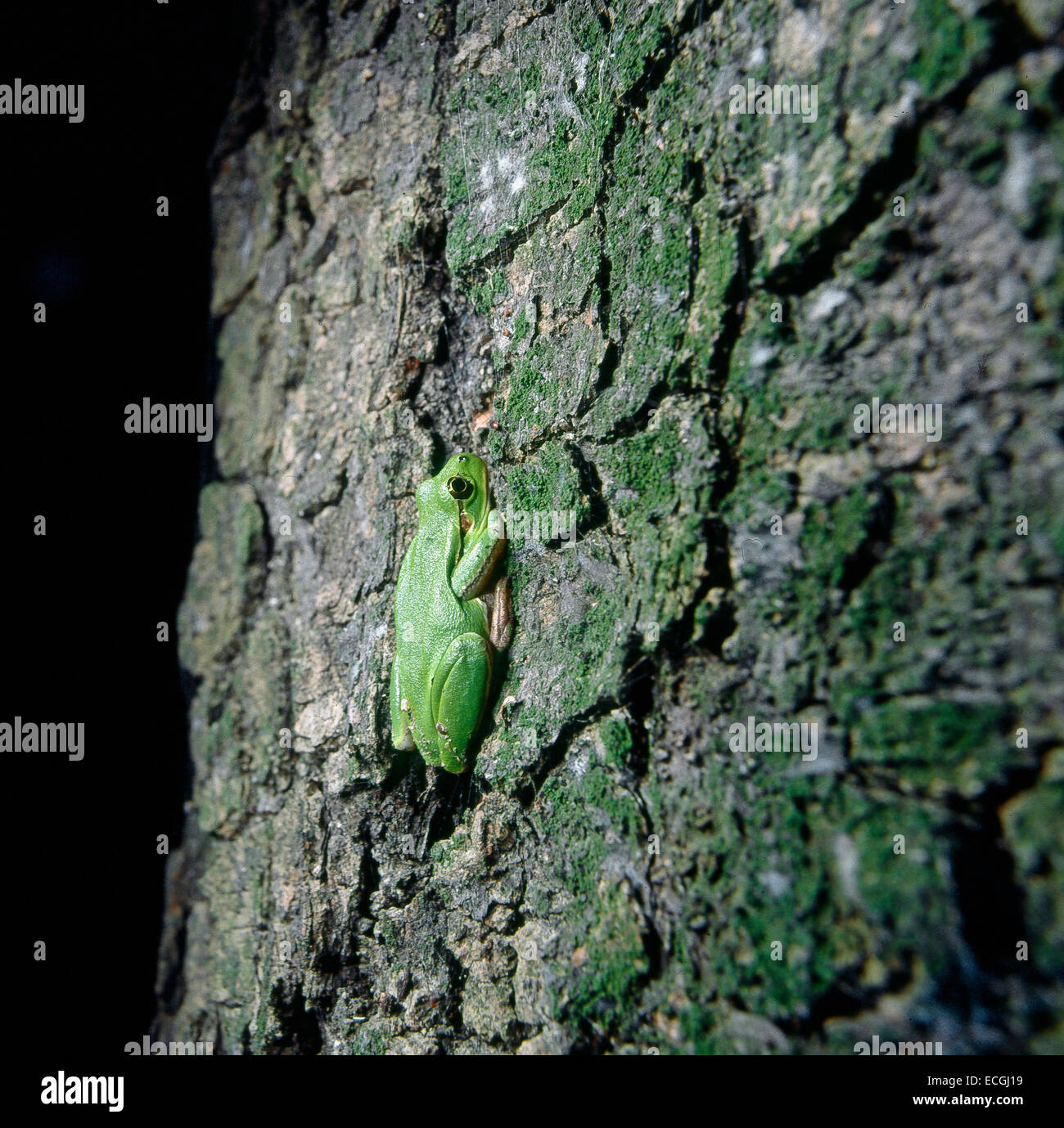 Mimica- Italiana Raganella (Hyla intermedia) mimetizzata sulla corteccia tree Foto Stock