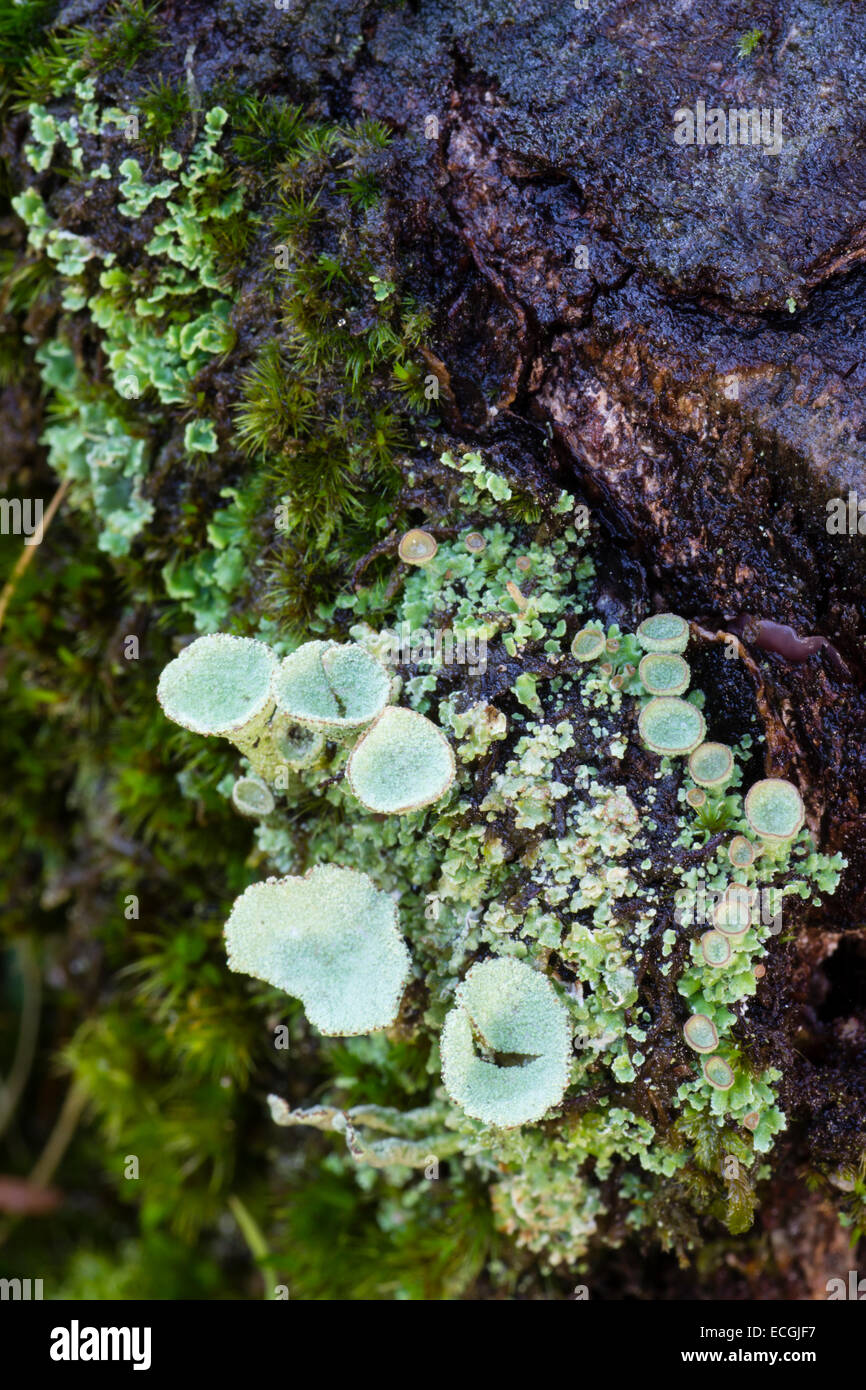 Close up dei corpi fruttiferi della coppa pixie lichen, Cladonia pyxidata, su Dartmoor Foto Stock