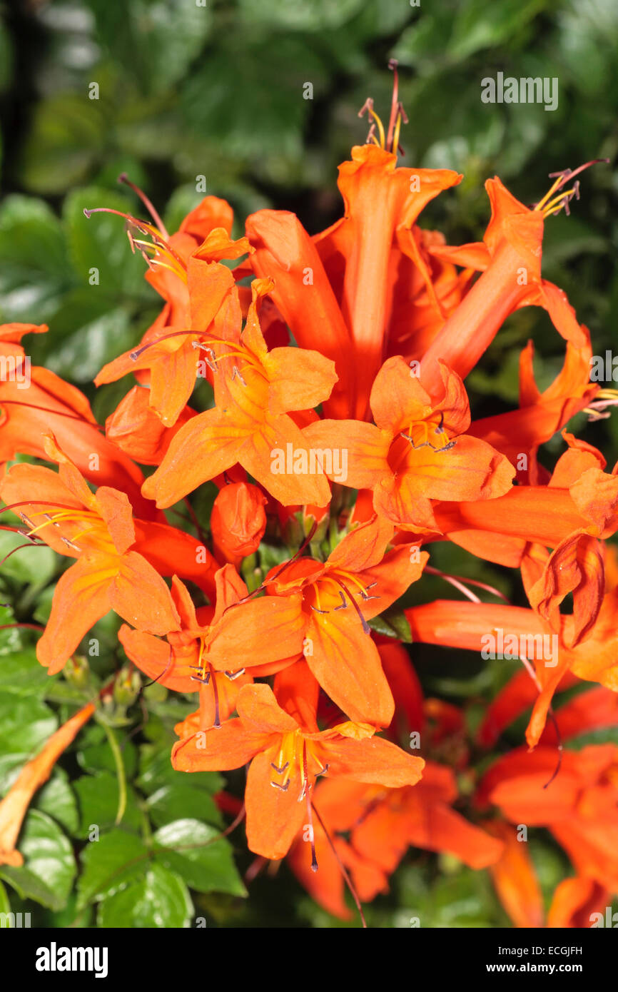 Fiori luminosi di sub-tropicali cape caprifoglio, Tecoma capensis Foto Stock