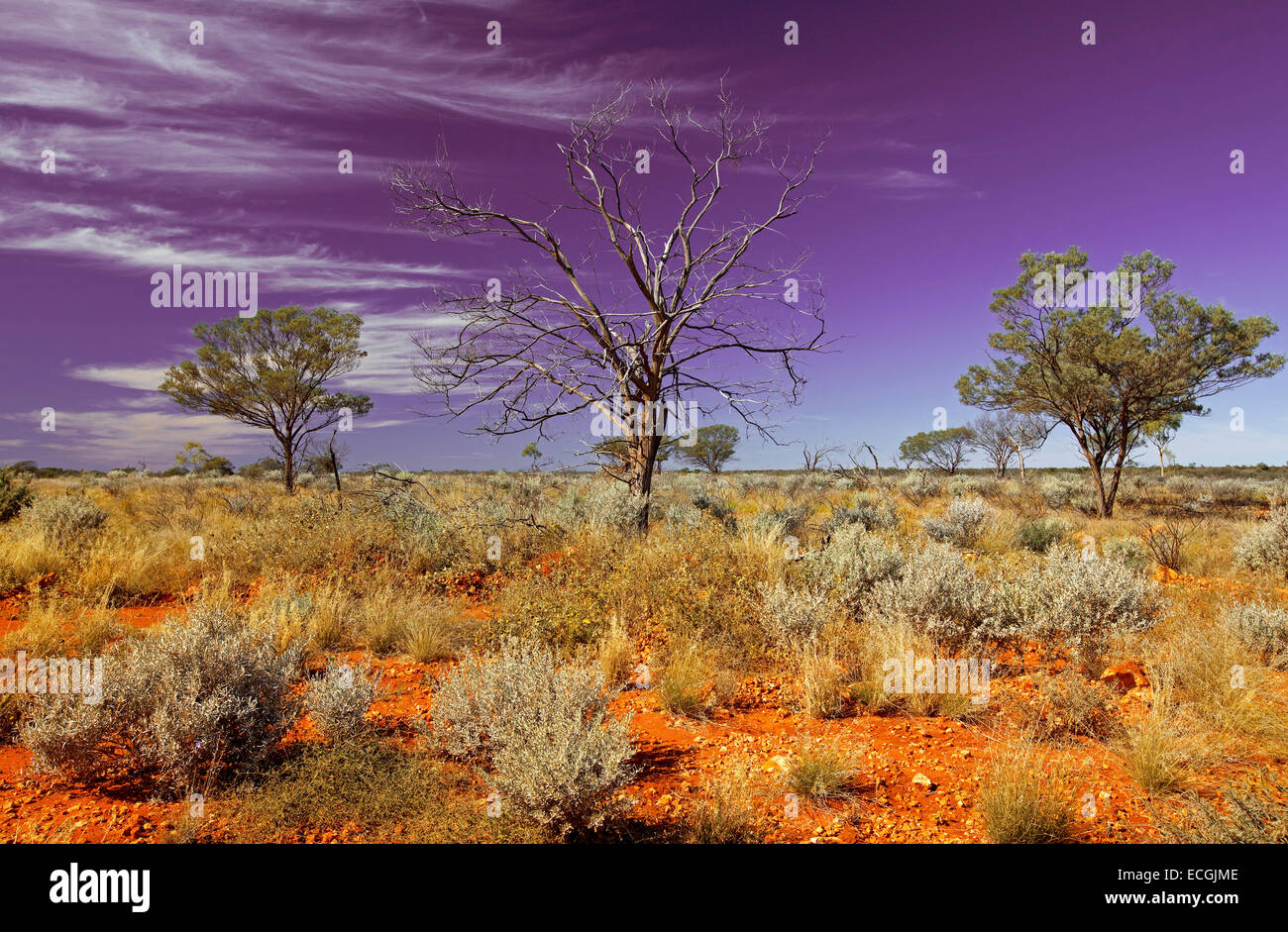 Outback australiano paesaggio con vaste pianure rosso all orizzonte, cespugli bassi e albero morto contro il cielo viola striate con il cloud. Foto Stock