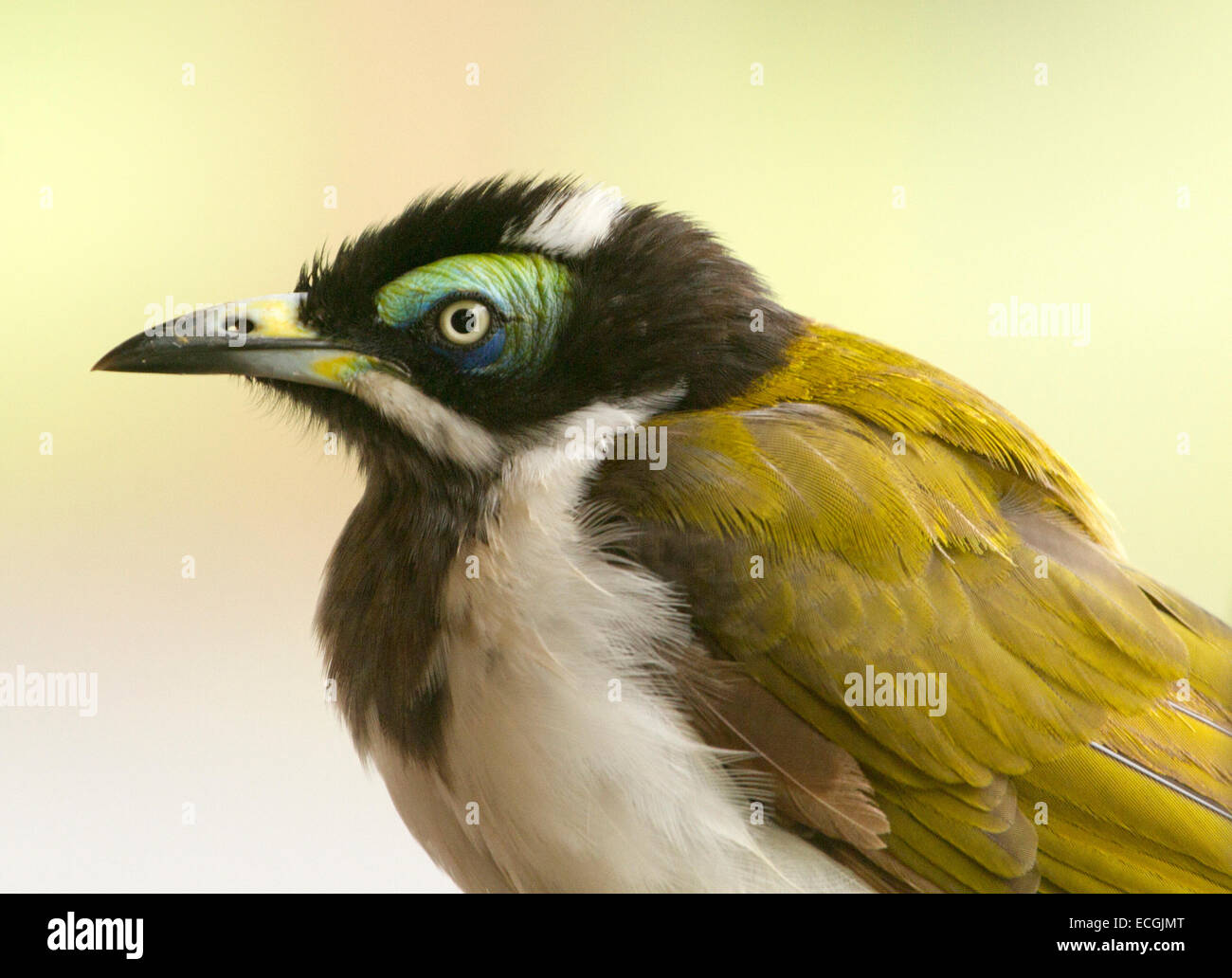 Close up ritratto di novellame di Australian blu-di fronte honeyeater, Entomyzon cyanotis, nel selvaggio contro pallido sfondo verde Foto Stock