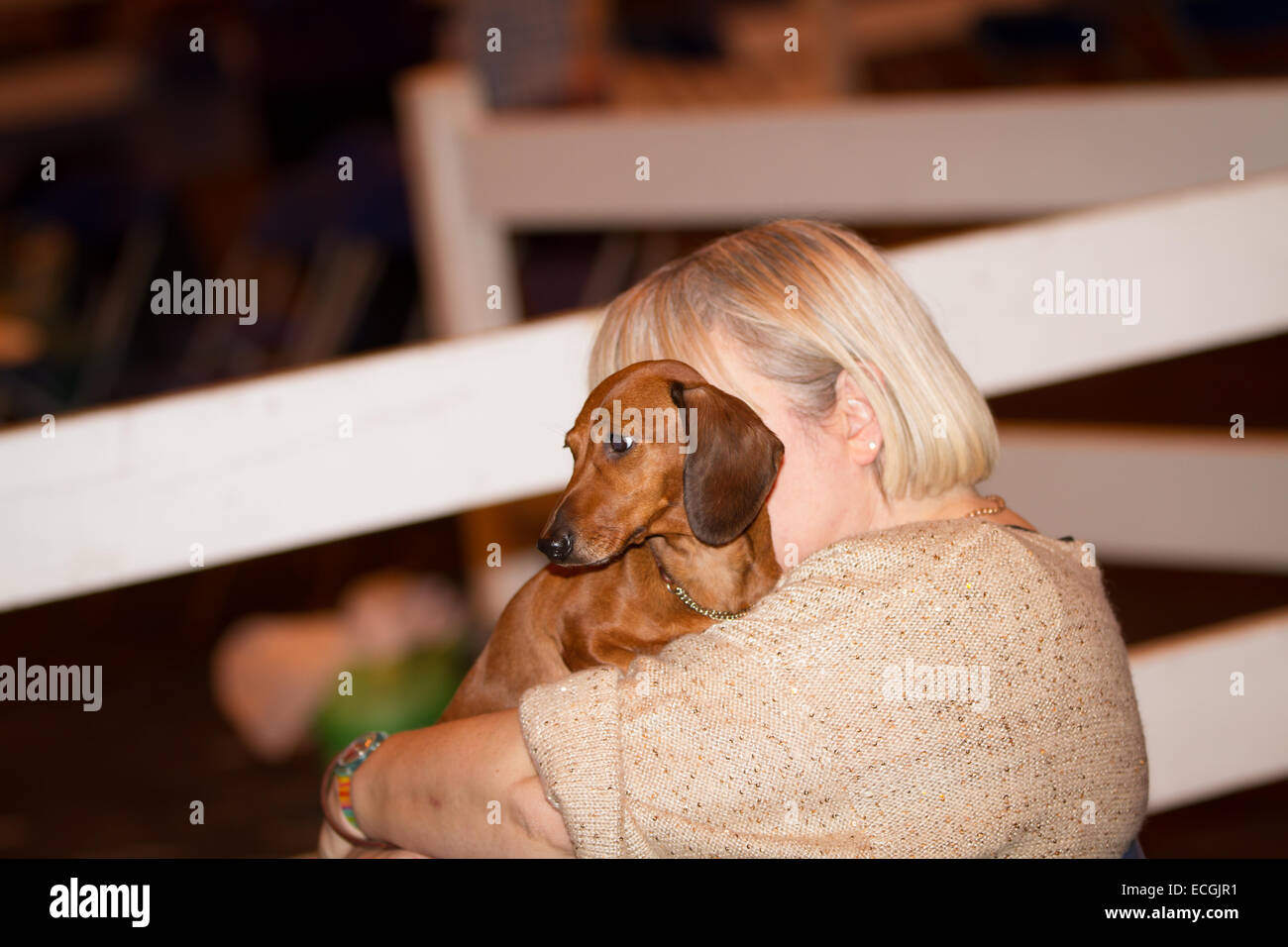 Birmingham, Regno Unito. Xiv Dic, 2014. LKA Championship Dog Show al NEC dove i cani vengono giudicati per diventare best in show Credito: Steven roe/Alamy Live News Foto Stock