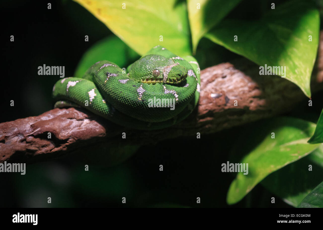 Emerald Tree Boa Foto Stock