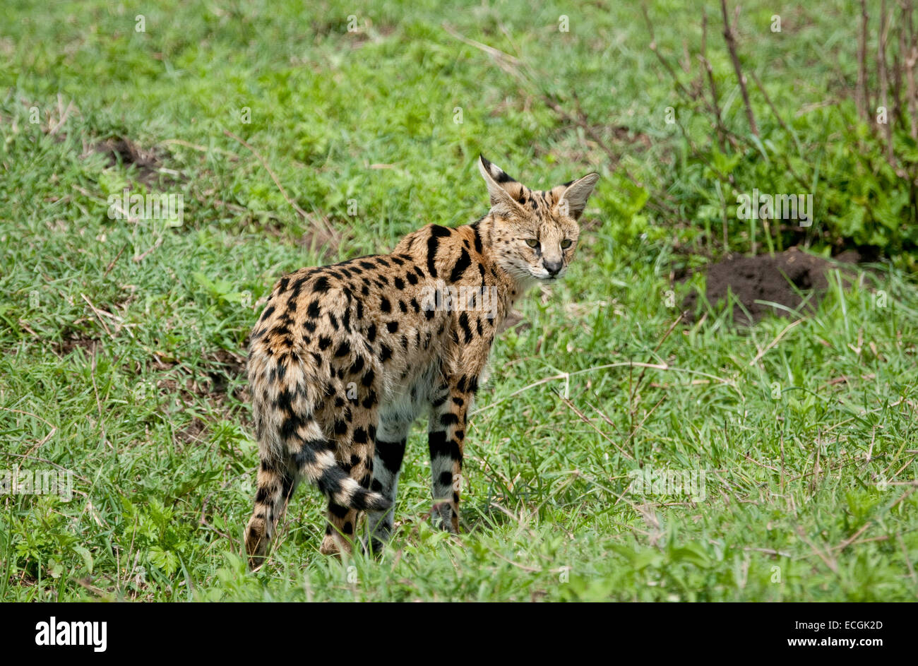 Serval cat in piedi in pianura Foto Stock