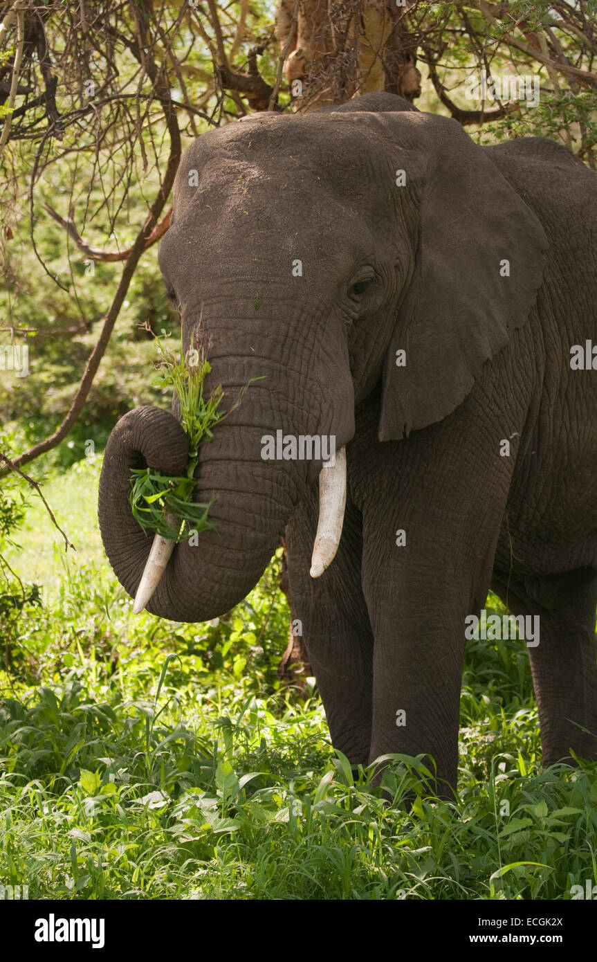 Elefante africano in piedi nella zona boschiva, mangiare Foto Stock