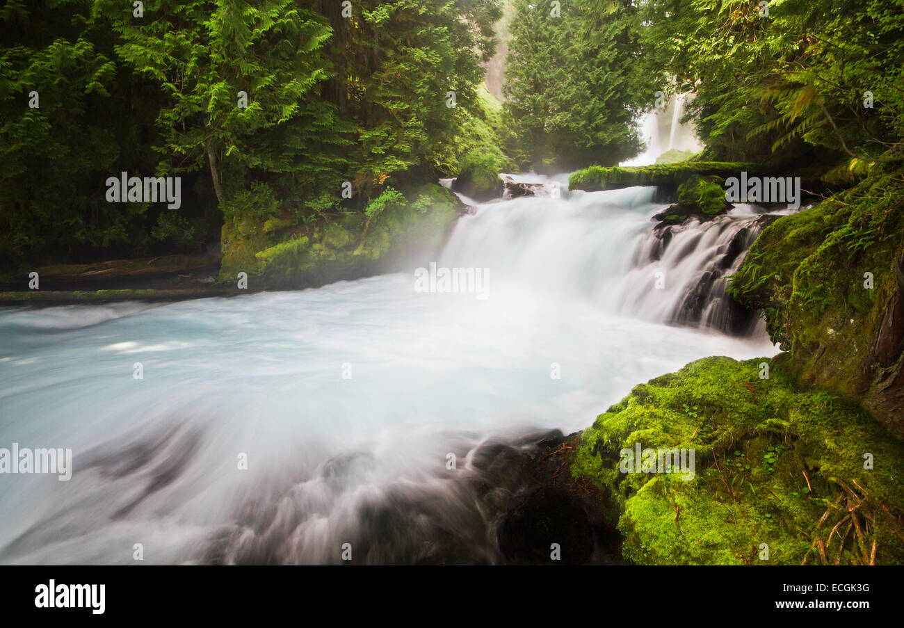 Cascate liscia in Oregon di lussureggianti foreste pluviali temperate, STATI UNITI D'AMERICA Foto Stock