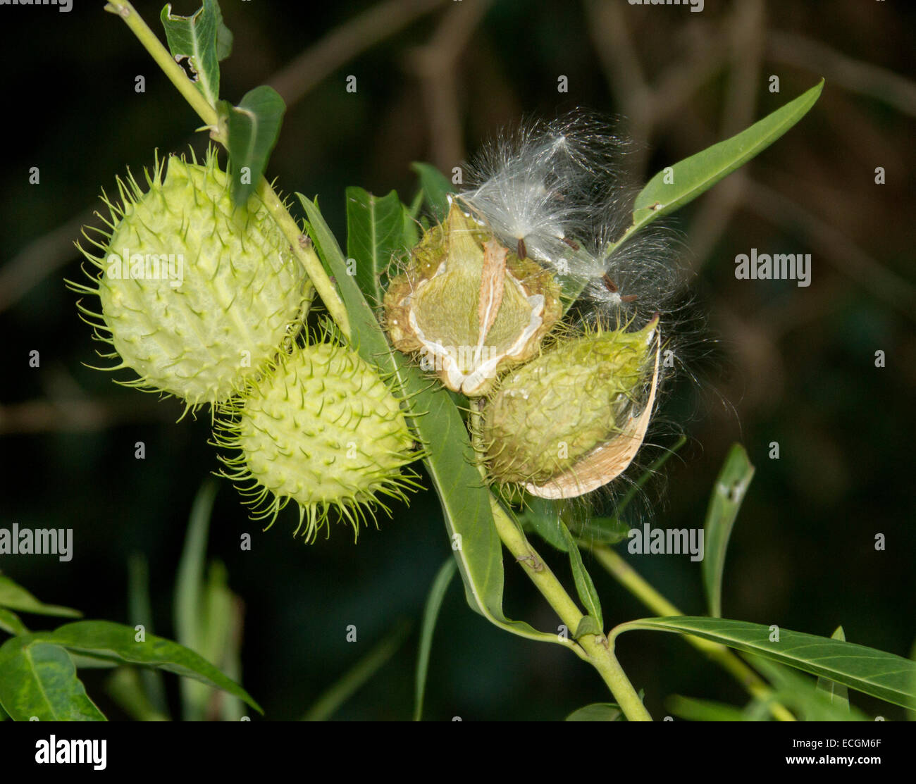 Baccelli di semi di erbaccia Gomphocarpus hysocarpus, il palloncino di cotone con bush spinoso cialde cialde e aperta per esporre i semi, su sfondo scuro Foto Stock