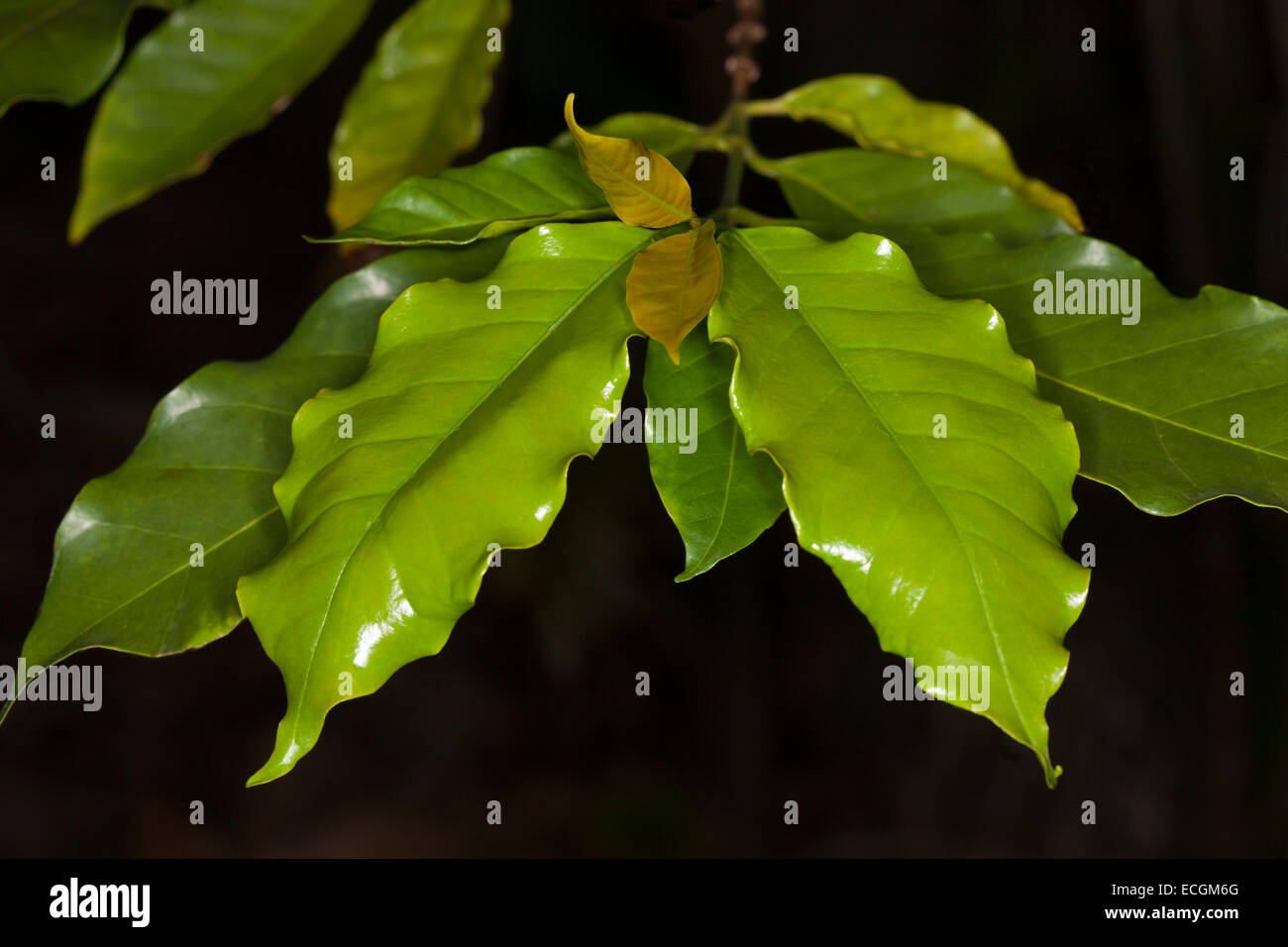 Cluster di vivaci foglie di smeraldo e una nuova crescita di albero di caffè, caffè arabica, su sfondo nero Foto Stock