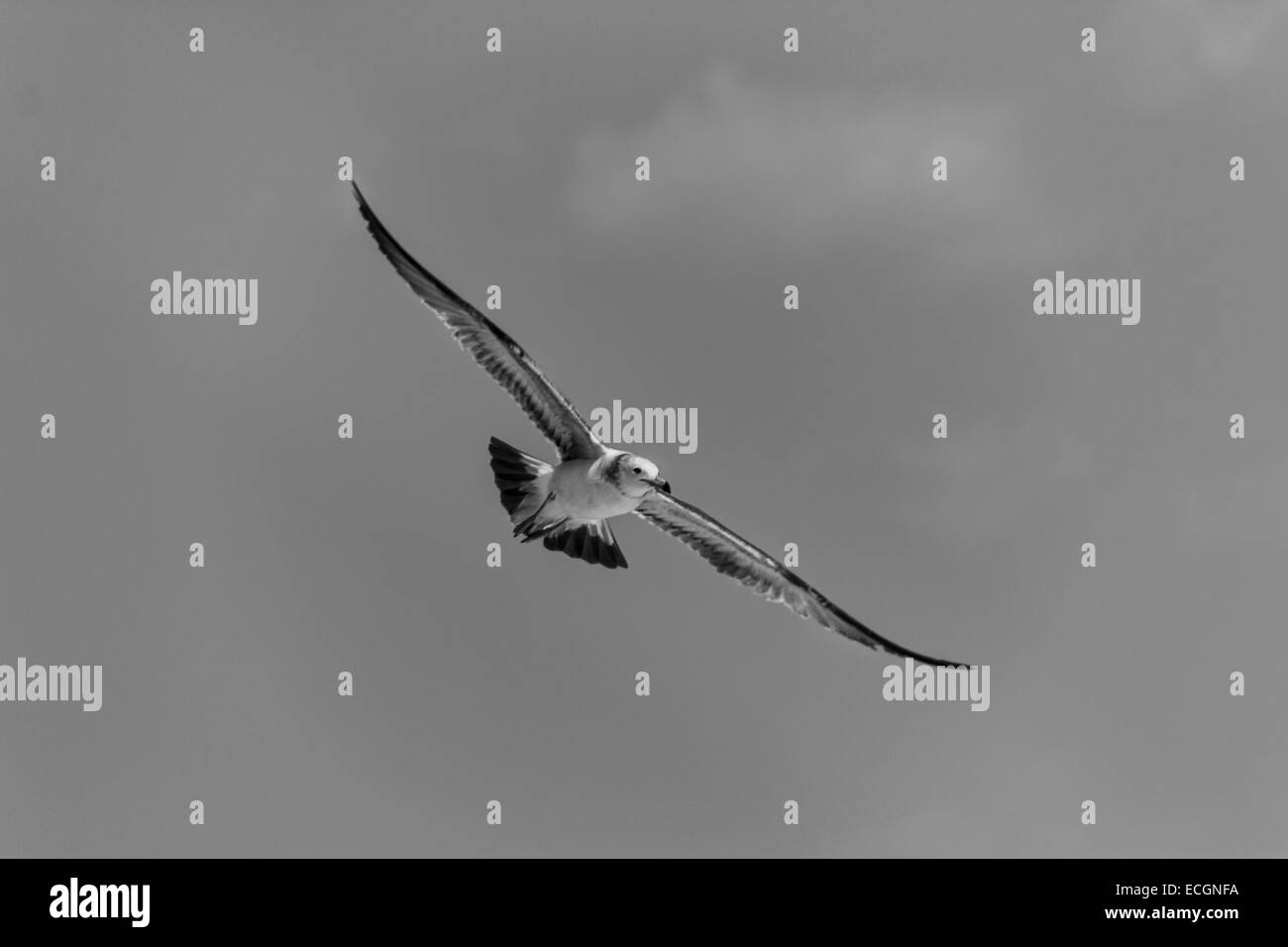 Sea Gull volare con ali teso Foto Stock