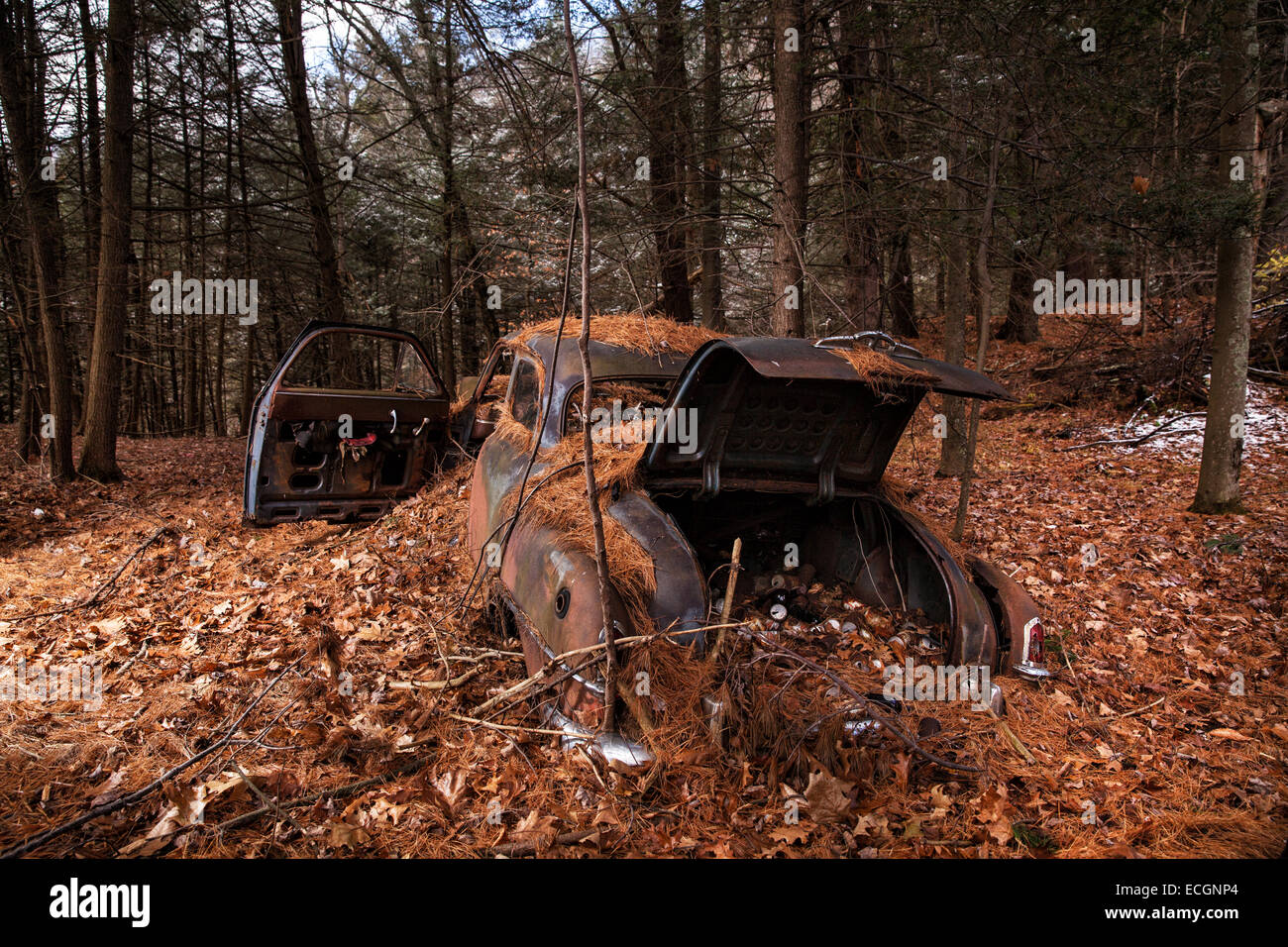 Chevy arrugginire nei boschi Foto Stock