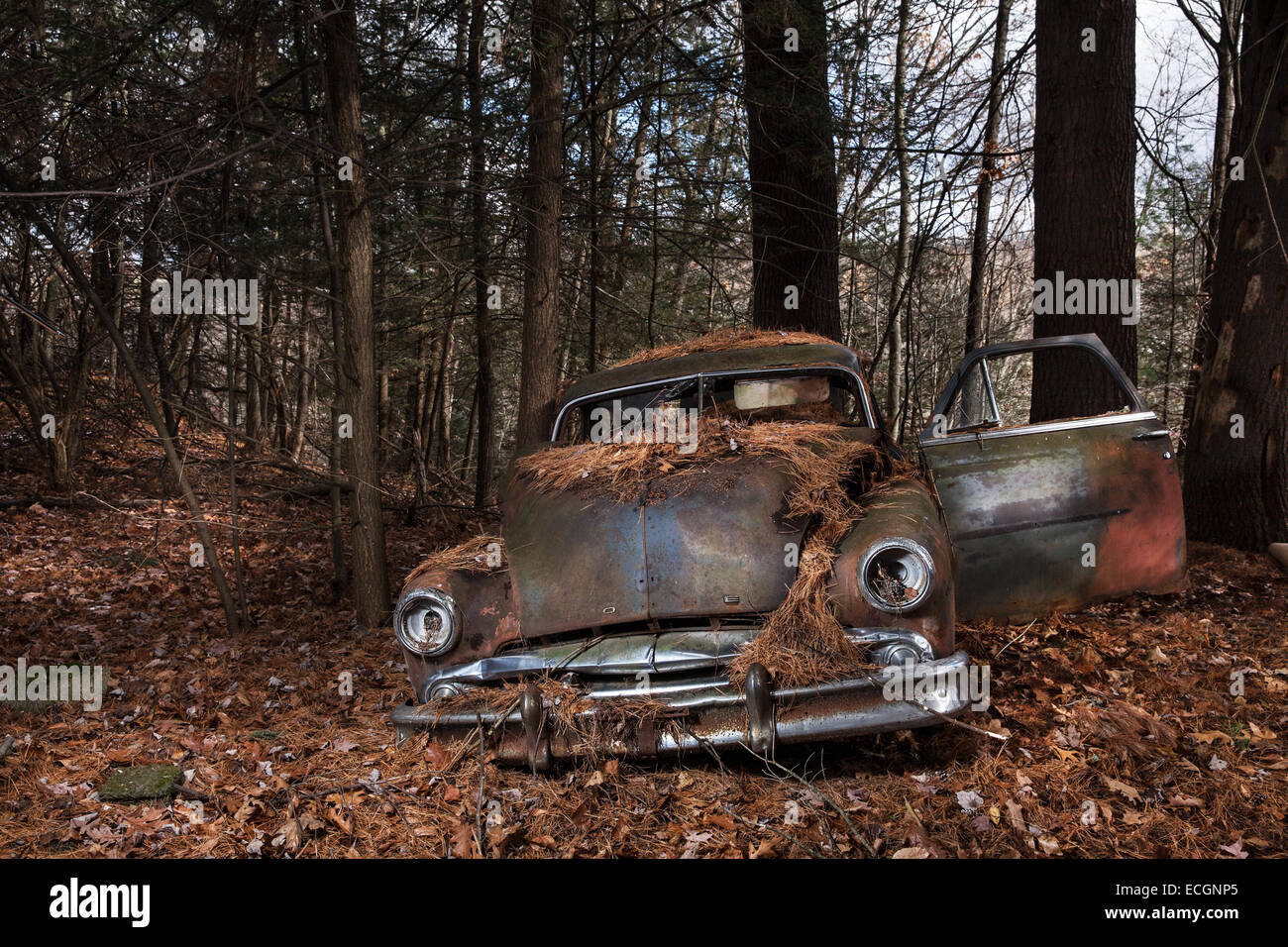 Chevy arrugginire nei boschi Foto Stock