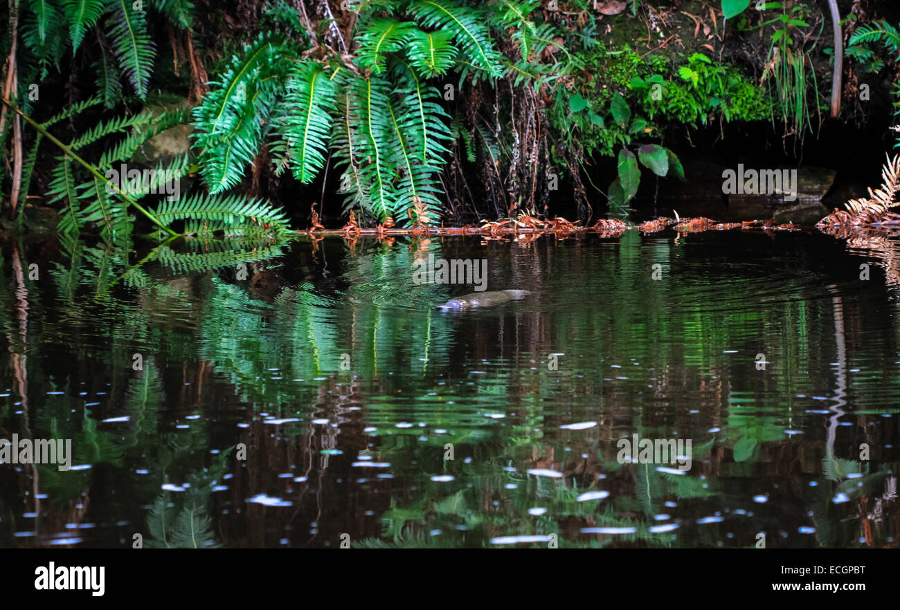 Duck-fatturati Platypus (Ornithorhynchus anatinus) in NE Tasmania Foto Stock