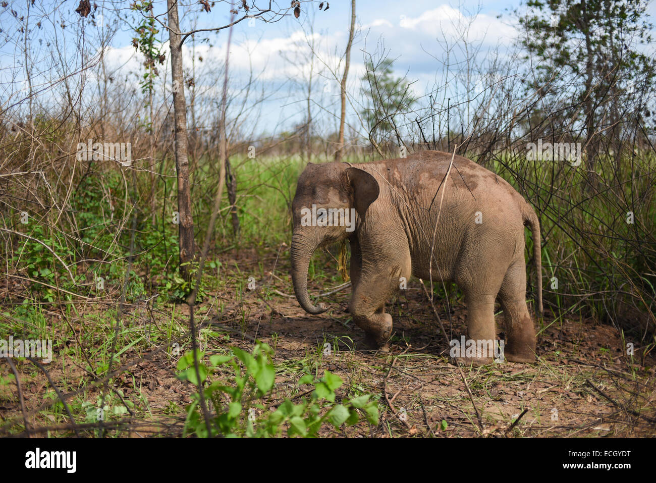 Un bambino di elefante di Sumatran in modo Parco Nazionale di Kambas, Indonesia. Foto Stock