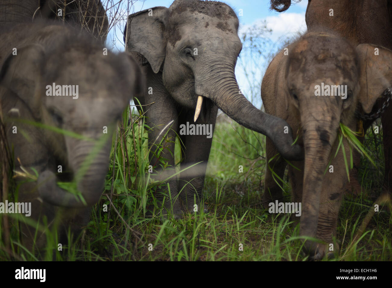 Una mandria di elefanti di Sumatran rilocati (Elephas maximus sumatrano) che pascolano nel Parco Nazionale di Kambas, Indonesia. Foto Stock