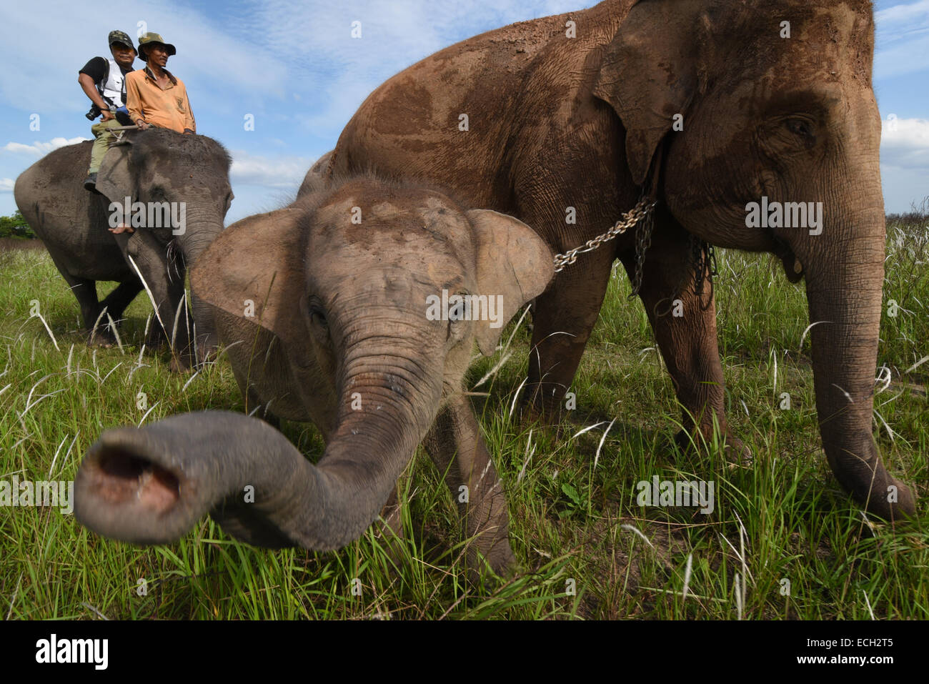Un bambino elefante cercando di baciare la lente di un fotografo in modo Kambas National Park, Sumatra, Indonesia. Foto Stock