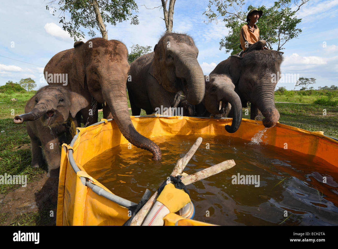 Elefanti di Sumatra bevendo al serbatoio a Elephant Conservation Centre, modo Kambas National Park, Indonesia. Foto Stock