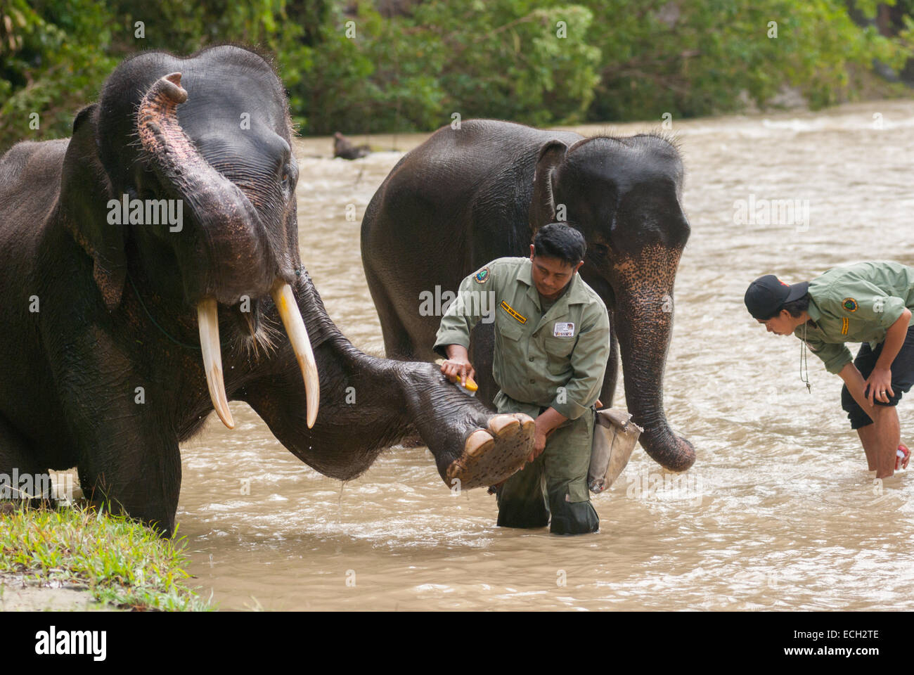 Ranger del parco che bagnano gli elefanti in un campo di elefanti gestito dalla Conservation Response Unit (CRU)--Gunung Leuser National Park, a Tangkahan, Indonesia. Foto Stock