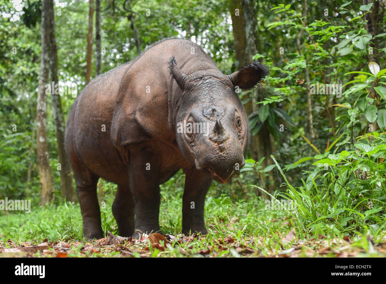 Bina, un Rinoceronte di Sumatra vivono in cattività in Indonesia. Foto Stock