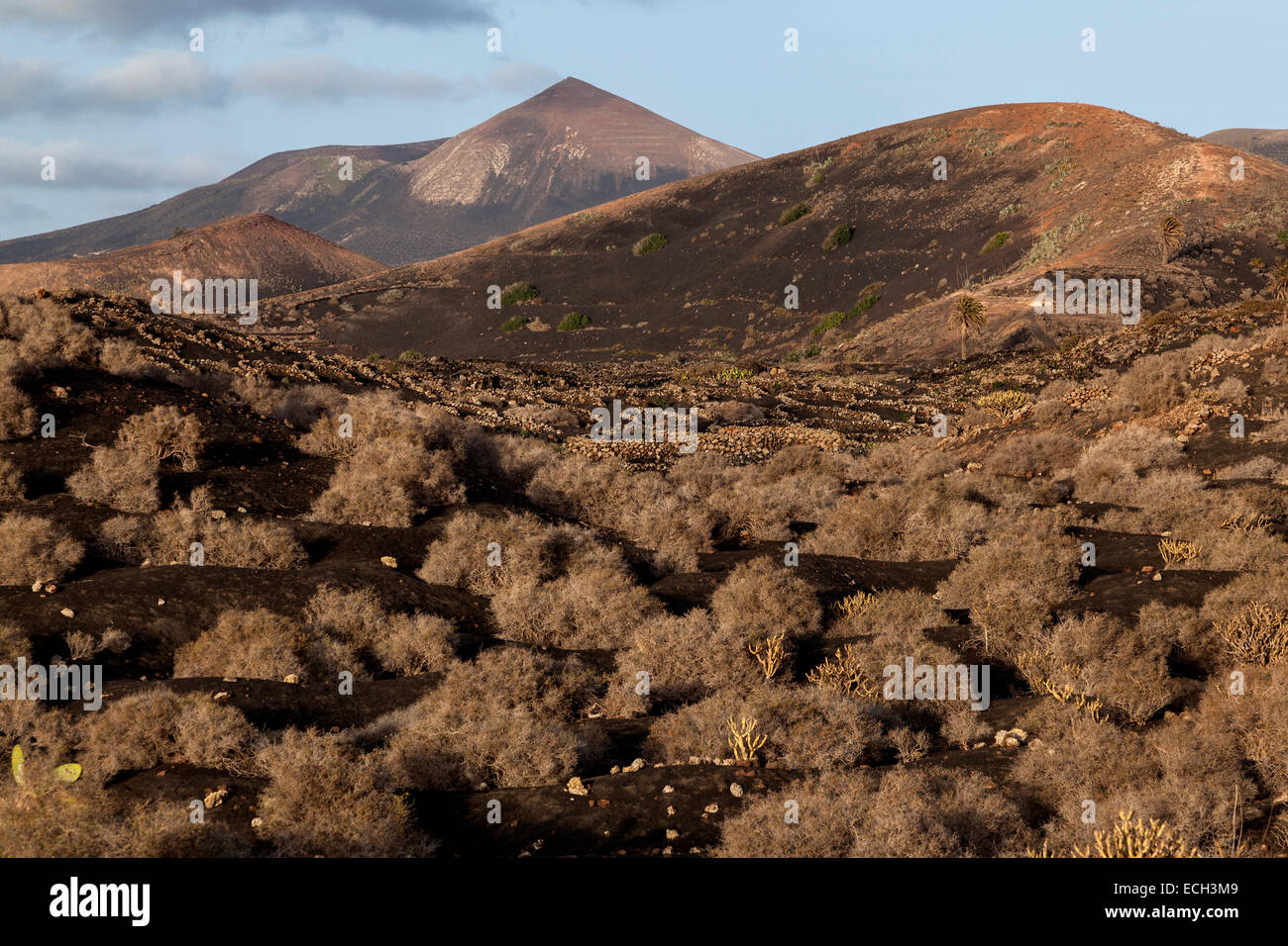 Tipici vigneti in coltura secca in ceneri vulcaniche, luce della sera, dietro il Guardilama montagna vulcanica Foto Stock