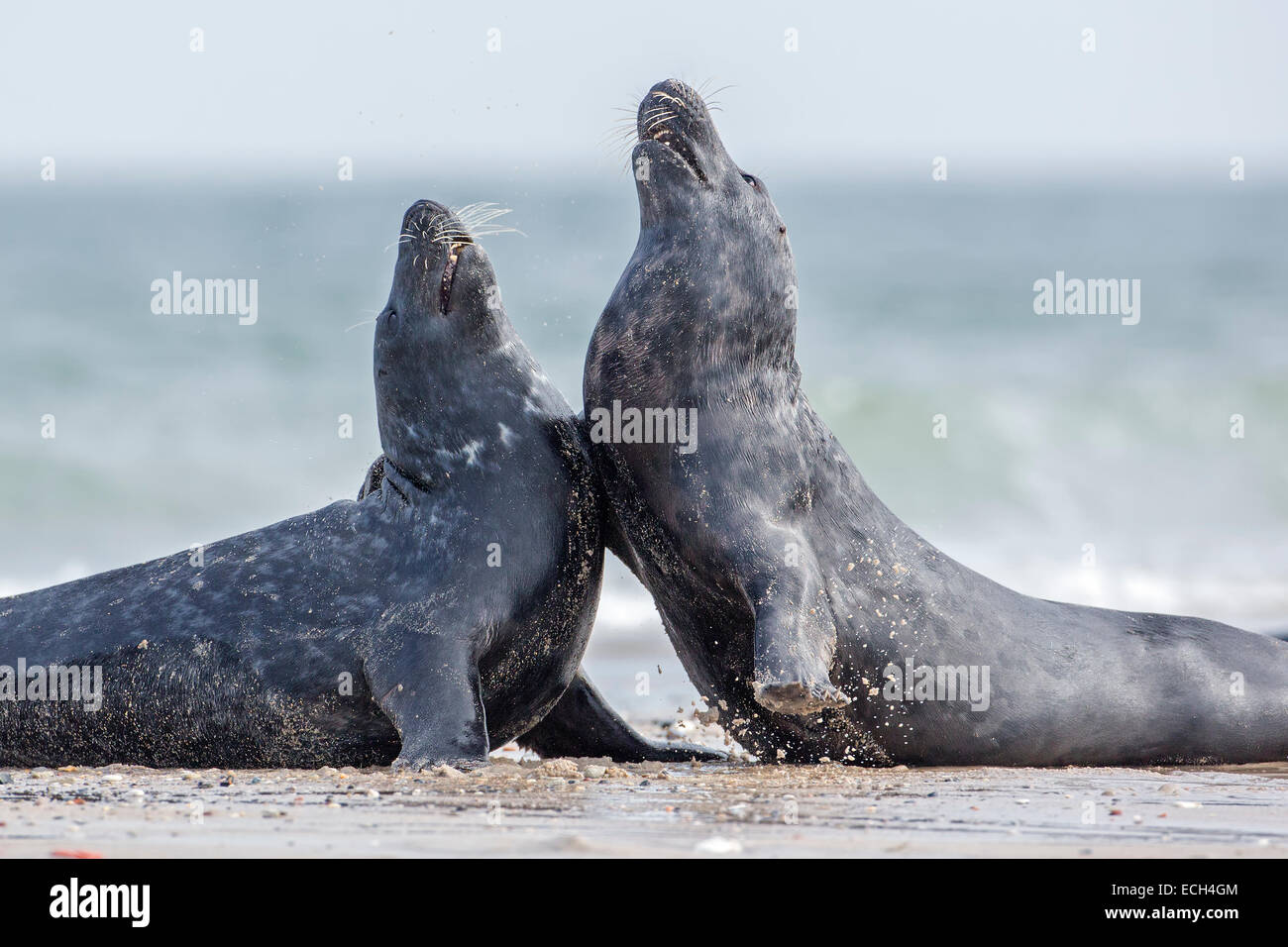 Le foche grigie (Halichoerus grypus), due maschi in guerra di tappeto erboso, Isola di Helgoland, Schleswig-Holstein, Germania Foto Stock