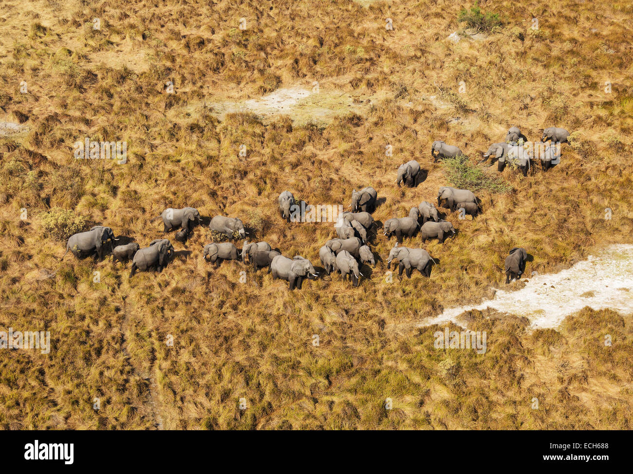 L'elefante africano (Loxodonta africana), allevamento allevamento, alimentazione, vista aerea, Okavango Delta, Moremi Game Reserve, Botswana Foto Stock